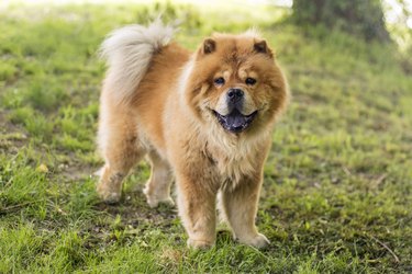 Diet of a Chow Chow | Cuteness