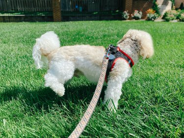 Coton de Tuléar Lifts Leg to Urinate on Grass