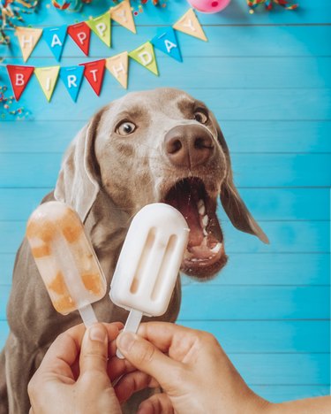 Weimaraner breed dog licking one homemade healthy ice popsicle in his party of two years happy birthday. Fruit ice cream.