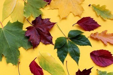 Assorted autumn leaves lie on a yellow background.