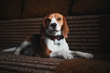 A beagle dog with a red collar lies on a large sofa.