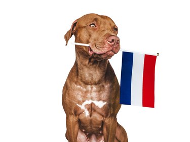 Puppy with the national flag of the Netherlands