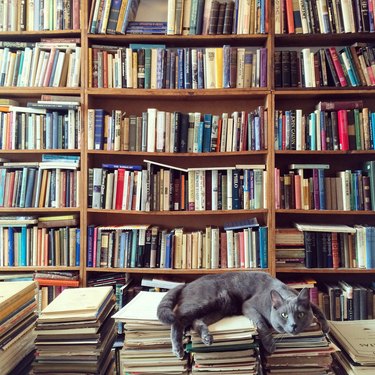 Cat Resting On Books In Library with many books in background