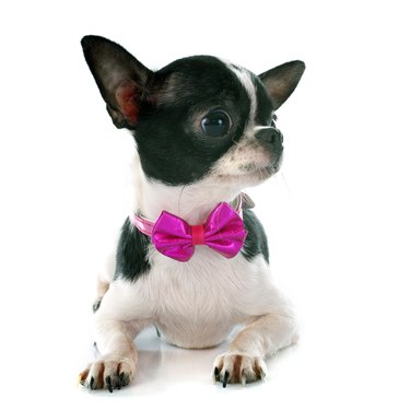 Chihuahua in bow tie