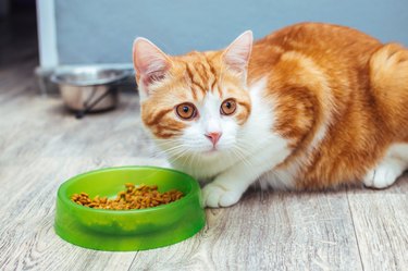 Red cat eats dry food from a green bowl on the floor