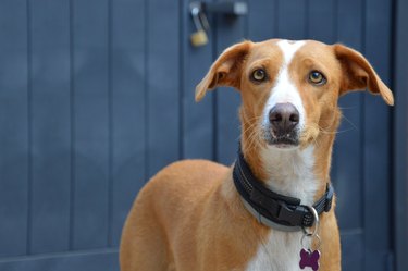 worried floppy eared dog