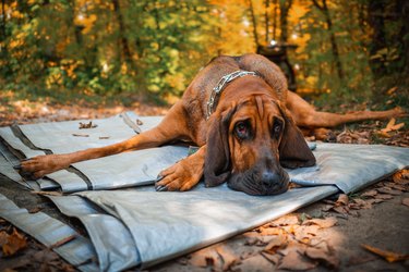 Closeup of an adorable Bloodhound resting in a park