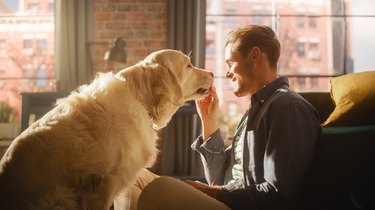 Young man petting large dog in apartment