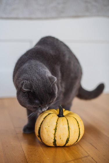 Close-Up Of Cat And Pumpkin On Table At Home