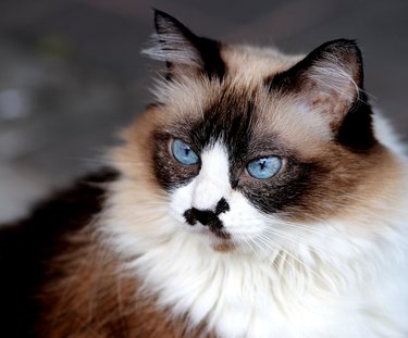 cute himalayan cat