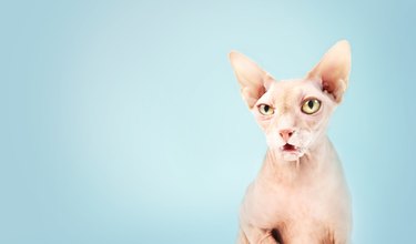 Sphynx cat on blue background while looking at camera.