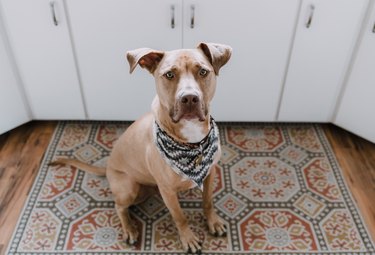 High Angle Portrait Of Pit Bull Terrier On Rug At Home