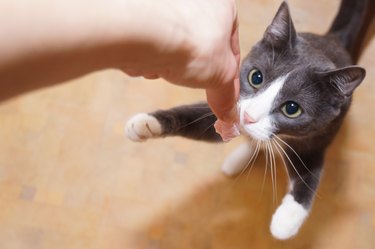 Gray cat standing on its hind legs, begging, collecting, asking for food, meat in the living room. A woman's hand holding a treat.