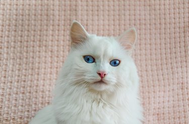 cute white Angora cat with beautiful blue eyes is sitting on sofa and looking straight ahead