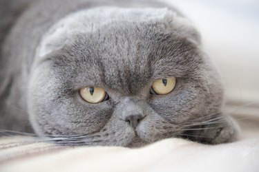 7 Fascinating Facts About the Scottish Fold Cat | Cuteness