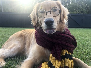 Harry Potter Dog