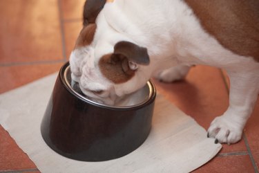 dog eats from bowl with feeding mat