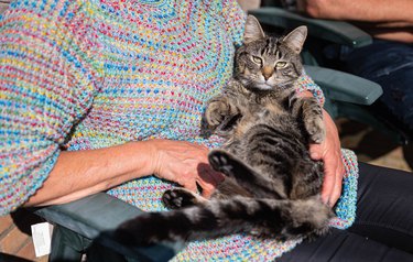 gray domestic european shorthair tabby cat with black stripes and beautiful green eyes lies on his back in the arms of a white caucasian woman
