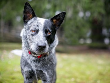 An Australian Cattle Dog outdoors, listening with a head tilt