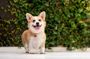 One Corgi posing by a green wall, sticking out the tongue