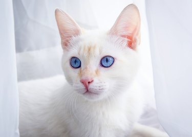 Close-up portrait of white cat