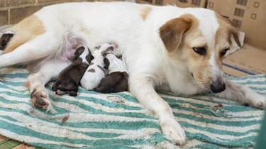 A tired but otherwise healthy female dog breastfeeding her puppies at a makeshift whelping area made of cardboard boxes and towels.
