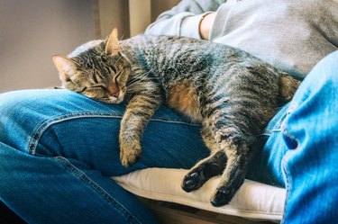 Close-Up Of Cat Sleeping On Man Lap