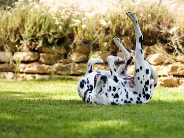 Happy Dalmatian Dog on Lawn