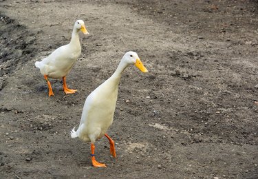 Two Indian Runner Ducks