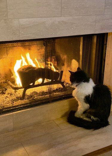 Cat Mesmerized by the Fire