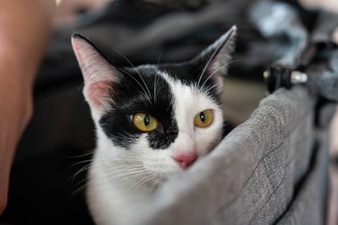 Black and white cat in a stroller basket.