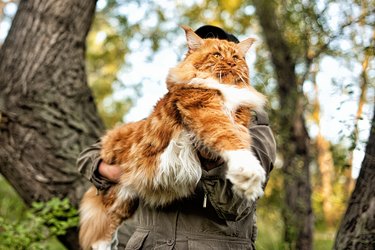 Holding in arms a huge maine coon cat.