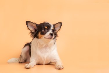 Male adorable chihuahua puppy on a pink background.