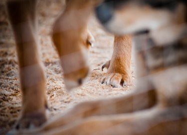 Dogs outside, dewclaw close up in focus