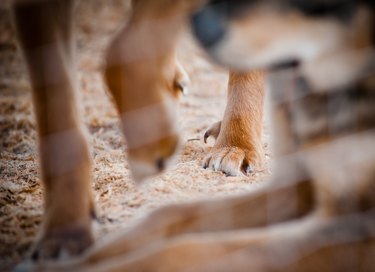 what should you do if your dog loses a nail