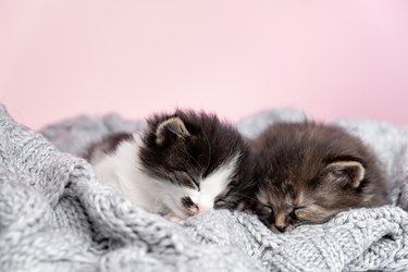 What can you feed newborn kittens in an outlet emergency