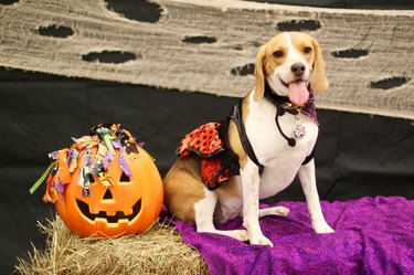 Beagle in a Halloween tutu and next to a jack-o-lantern.