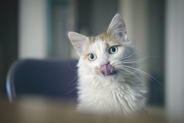 Cute longhair cat sitting by the table and licking lips. Horizontal image with selective focus.
