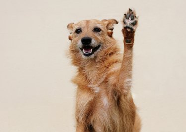 Happy dog doing high five