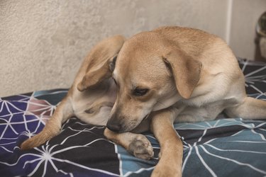 A brown neutered male dog scratches his ear with his rear leg while lying on the bed. A pet grooming and cleaning himself. Top view.