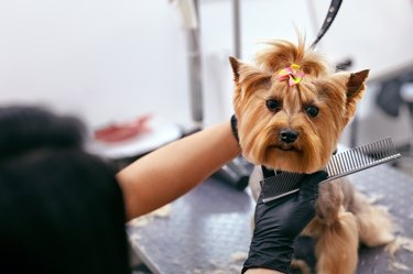 Clipping a 2024 terrier mix