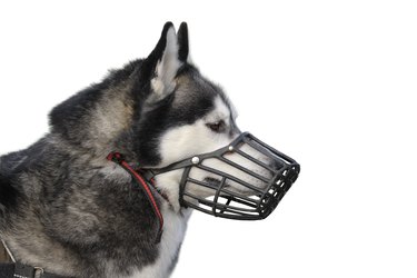 Dog with muzzle