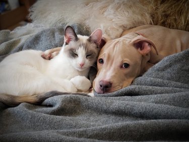 Puppy And Kitten Cuddling
