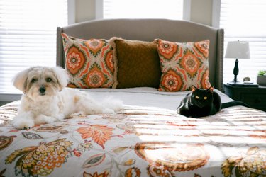 Pampered Pets Relax on Bed