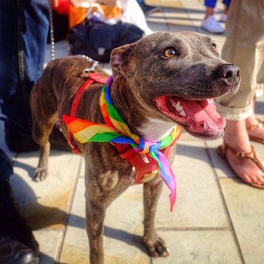Close-Up Of Dog Wearing Rainbow Flag