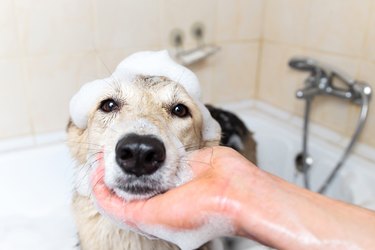 A dog taking a shower with soap and water