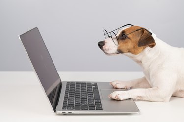 Portrait of dog jack russell terrier in glasses at work on a laptop.