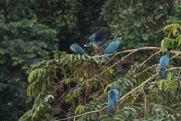 Great Blue Turacos flocking