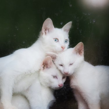 Turkish Kittens