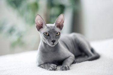 Selective focus. Small gray domestic cat Sphynx close-up and copy space....